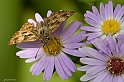 Macro